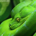 Morelia viridis, Sorong, Grüner Baumpython, Chondropython viridis, Festland Typus, male,