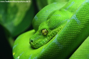 Morelia viridis, azurea, Sorong, utaraensis, Grüner Baumpython, Chondropython viridis, Festland Baumpythons, Typus, Michèl Kroneis