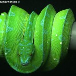 Morelia viridis, Sorong, Grüner Baumpython, Chondropython viridis, Festland Typus, male,