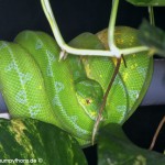 Morelia viridis, Sorong, Grüner Baumpython, Chondropython viridis, Festland Typus, female, weibchen