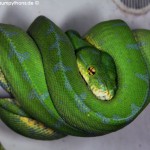 Morelia viridis, Sorong, Grüner Baumpython, Chondropython viridis, Festland Typus, female, weibchen