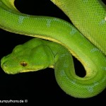 Morelia viridis, Sorong, Grüner Baumpython, Chondropython viridis, Festland Typus, male,