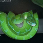 Morelia viridis, Sorong, Grüner Baumpython, Chondropython viridis, Festland Typus, male,