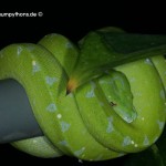 Morelia viridis, Sorong, Grüner Baumpython, Chondropython viridis, Festland Typus, female, weibchen