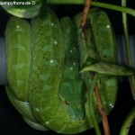 Morelia viridis, Sorong, Grüner Baumpython, Chondropython viridis, Festland Typus, male,