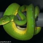 Morelia viridis, Sorong, Grüner Baumpython, Chondropython viridis, Festland Typus, male,