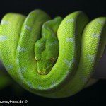 Morelia viridis, Sorong, Grüner Baumpython, Chondropython viridis, Festland Typus, female, weibchen