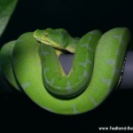 Morelia viridis, Sorong, Grüner Baumpython, Chondropython viridis, Festland Typus, female, weibchen