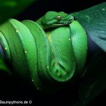 Morelia viridis, Sorong, Grüner Baumpython, Chondropython viridis, Festland Typus, male,