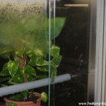 Haltung, Morelia viridis, Grüner Baumpython, Chondropython, Terrarienanlage, Technik,