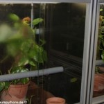 Haltung, Morelia viridis, Grüner Baumpython, Chondropython, Terrarienanlage, Technik,