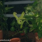 Haltung, Morelia viridis, Grüner Baumpython, Chondropython, Terrarienanlage, Technik,