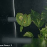 Haltung, Morelia viridis, Grüner Baumpython, Chondropython, Terrarienanlage, Technik,
