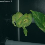 Haltung, Morelia viridis, Grüner Baumpython, Chondropython, Terrarienanlage, Technik,