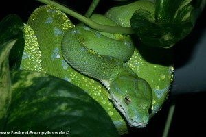Haltung,Morelia viridis, azurea, Sorong, utaraensis, Grüner Baumpython, Chondropython viridis, Festland Baumpythons, Typus, Michèl Kroneis
