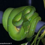 Haltung, Morelia viridis, Grüner Baumpython, Chondropython, Terrarienanlage, Technik,