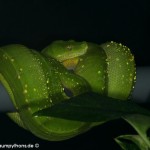 Haltung, Morelia viridis, Grüner Baumpython, Chondropython, Terrarienanlage, Technik,