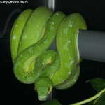 Haltung, Morelia viridis, Grüner Baumpython, Chondropython, Terrarienanlage, Technik,