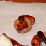 Terrarienanlage Morelia viridis, Grüner Baumpython, Chondropython
