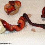 Terrarienanlage Morelia viridis, Grüner Baumpython, Chondropython