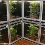 Terrarienanlage Morelia viridis, Grüner Baumpython, Chondropython
