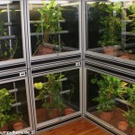 Terrarienanlage Morelia viridis, Grüner Baumpython, Chondropython