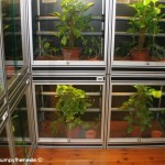 Terrarienanlage Morelia viridis, Grüner Baumpython, Chondropython