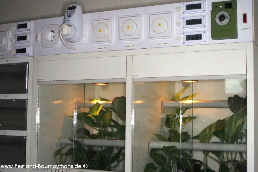 Terrarienanlage Morelia viridis, Grüner Baumpython, Chondropython