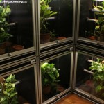 Terrarienanlage Morelia viridis, Grüner Baumpython, Chondropython