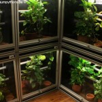 Terrarienanlage Morelia viridis, Grüner Baumpython, Chondropython