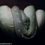 Zucht Morelia viridis , Grüner Baumpython, Chondropython