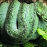 Zucht Morelia viridis , Grüner Baumpython, Chondropython