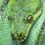 Zucht Morelia viridis , Grüner Baumpython, Chondropython