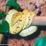Zucht Morelia viridis , Grüner Baumpython, Chondropython