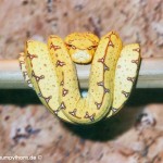 Zucht Morelia viridis , Grüner Baumpython, Chondropython