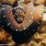 Zucht Morelia viridis , Grüner Baumpython, Chondropython