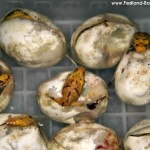 Zucht Morelia viridis , Grüner Baumpython, Chondropython