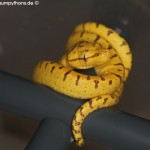 Zucht Morelia viridis , Grüner Baumpython, Chondropython