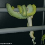 Zucht, Morelia viridis, Grüner Baumpython, Chondropython,