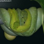 Zucht, Morelia viridis, azurea, Sorong, utaraensis, Grüner Baumpython, Chondropython viridis, Festland Baumpythons, Typus, Michèl Kroneis