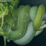 Zucht, Morelia viridis, Grüner Baumpython, Chondropython,