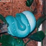 Paarung Morelia viridis , Grüner Baumpython, Chondropython
