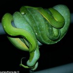 Paarung Morelia viridis , Grüner Baumpython, Chondropython