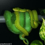 Zucht, Morelia viridis, azurea, Sorong, utaraensis, Grüner Baumpython, Chondropython viridis, Festland Baumpythons, Typus, Michèl Kroneis