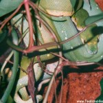 Paarung Morelia viridis , Grüner Baumpython, Chondropython