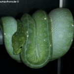 Ovulation, Zucht, Morelia viridis, azurea, Sorong, utaraensis, Grüner Baumpython, Chondropython viridis, Festland Baumpythons, Typus, Michèl Kroneis