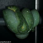 Ovulation, Zucht, Morelia viridis, Grüner Baumpython, Chondropython,