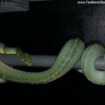 Ovulation, Zucht, Morelia viridis, Grüner Baumpython, Chondropython,