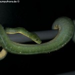 Ovulation, Zucht, Morelia viridis, Grüner Baumpython, Chondropython,