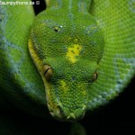 Morelia azurea pulcher, Festland Typus, Lokalität, Sorong, Grüner Baumpython, Chondropython